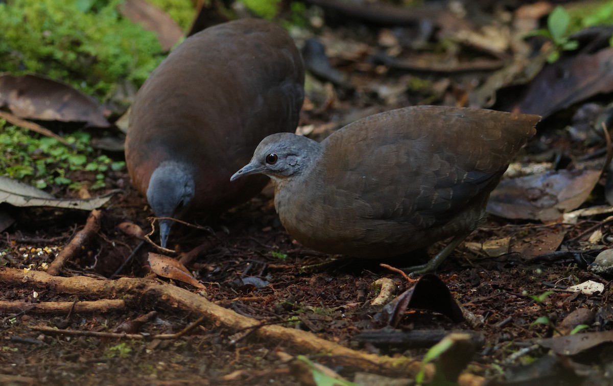 コシギダチョウ - ML644133321