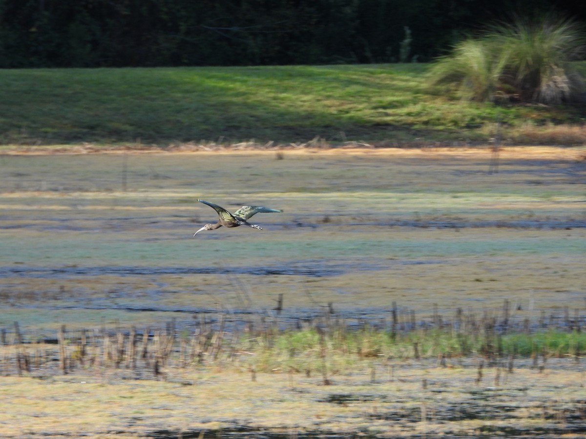 White-faced Ibis - ML644133323
