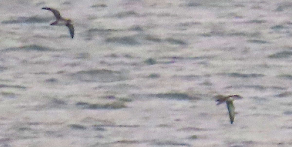 Balearic Shearwater - ML644133325