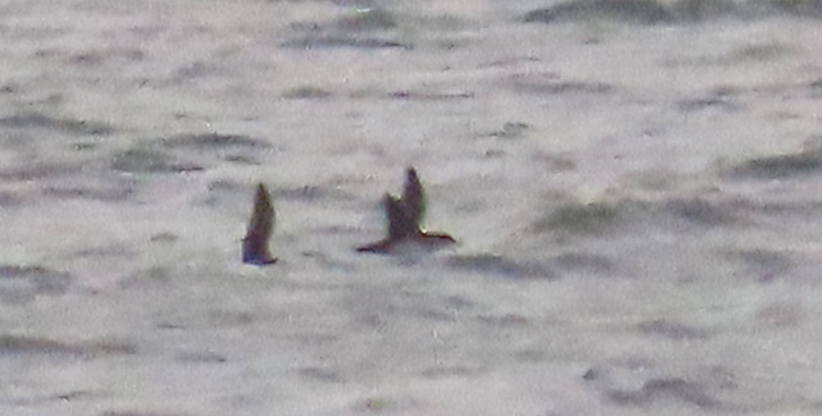 Balearic Shearwater - ML644133332