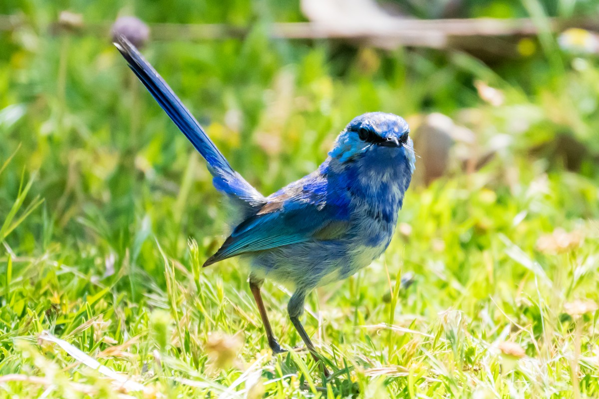 Splendid Fairywren - ML644133333