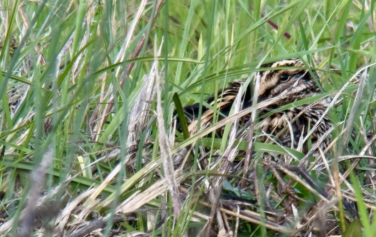 Jack Snipe - ML644133335