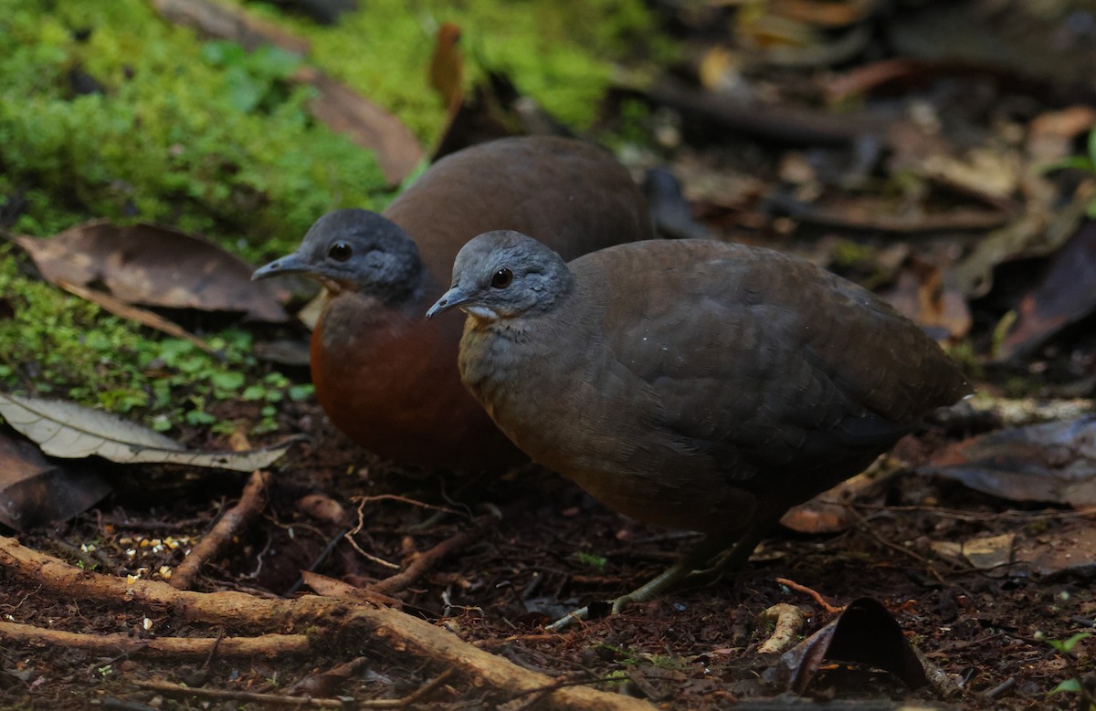 コシギダチョウ - ML644133337