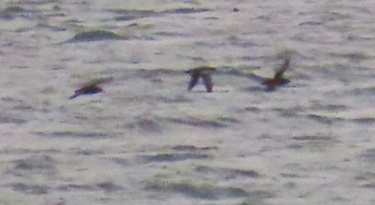 Balearic Shearwater - ML644133339