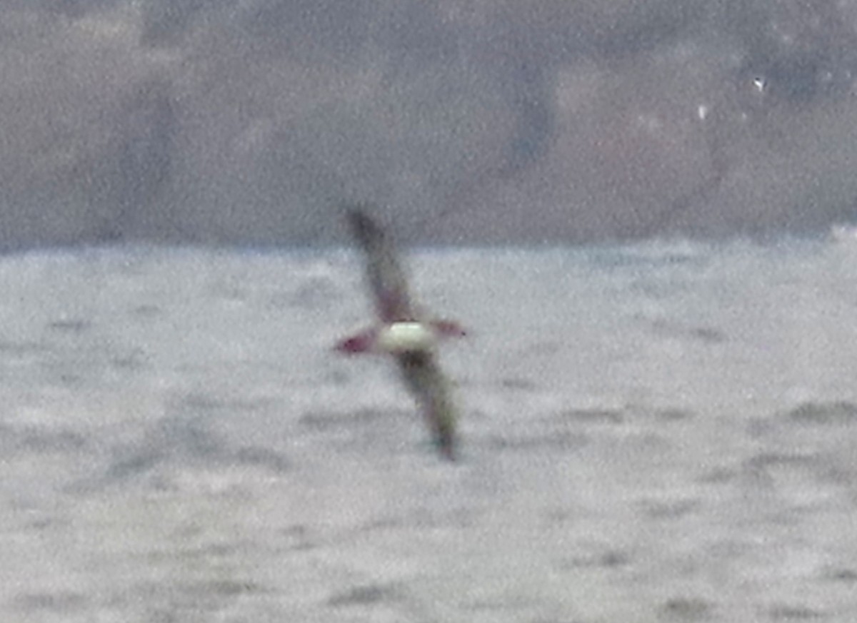 Balearic Shearwater - ML644133340