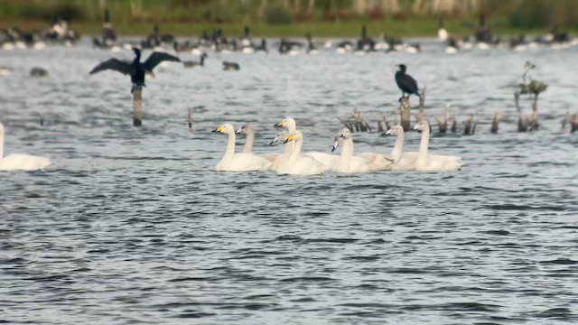 Whooper Swan - ML644133344