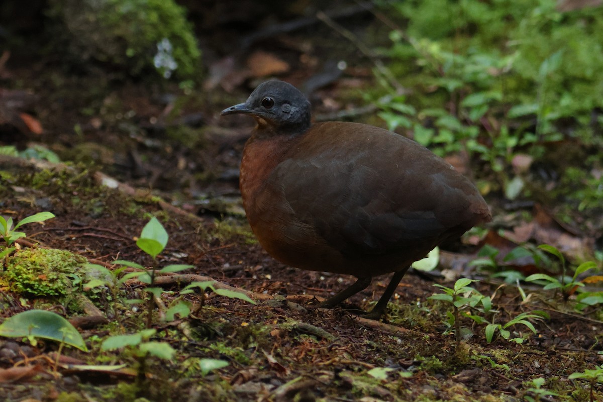 コシギダチョウ - ML644133348