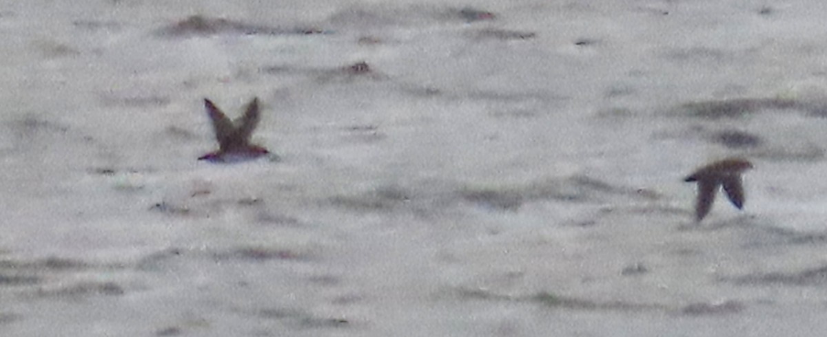 Balearic Shearwater - ML644133349