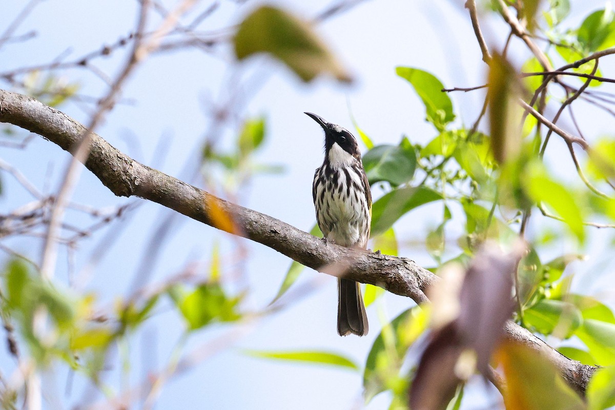 White-cheeked Honeyeater - ML644133379