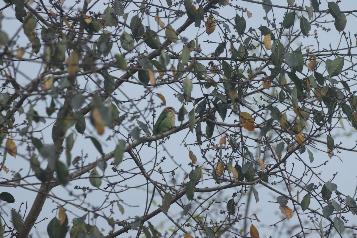 White-cheeked Barbet - ML644133394