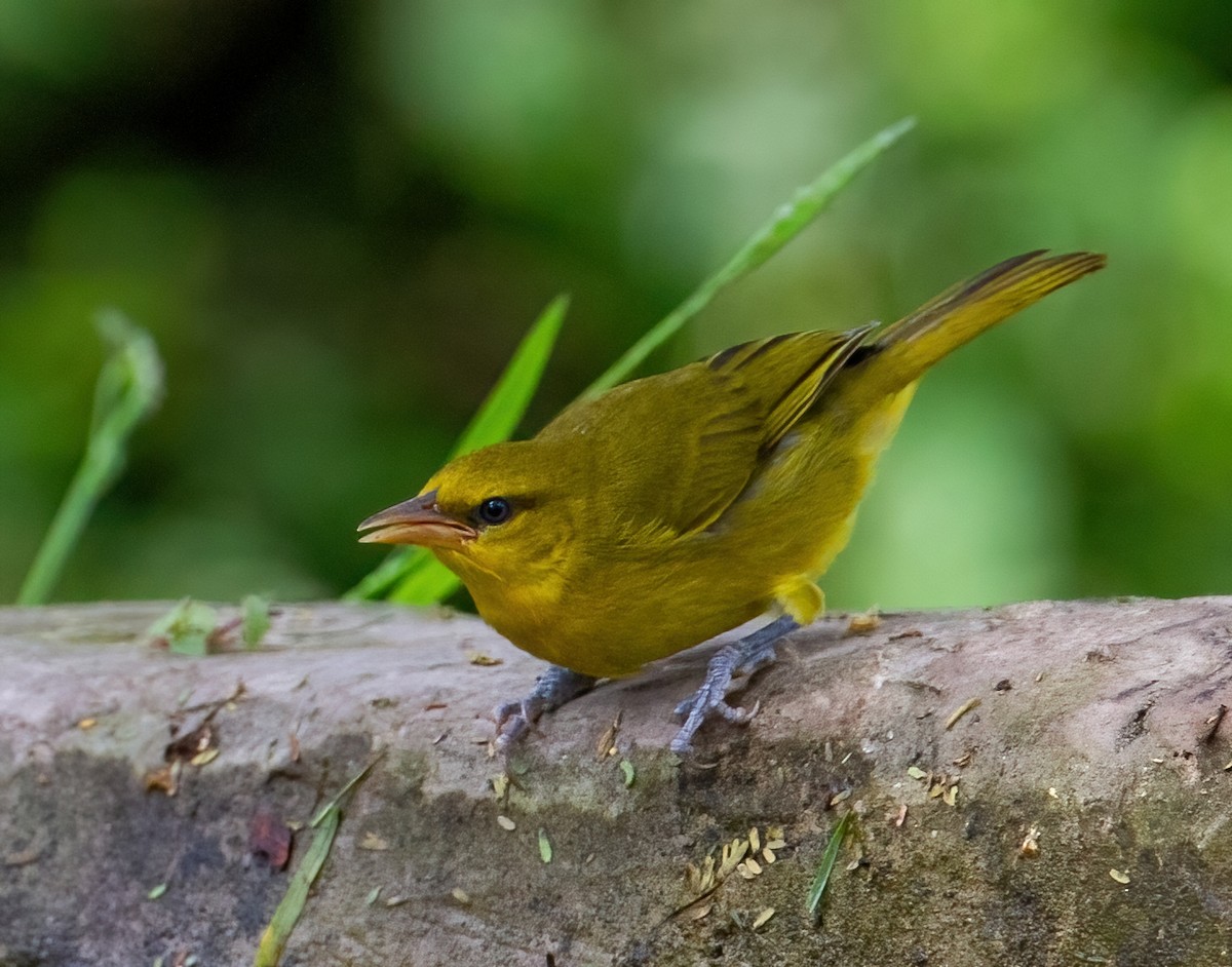 Spectacled Weaver - ML644133403