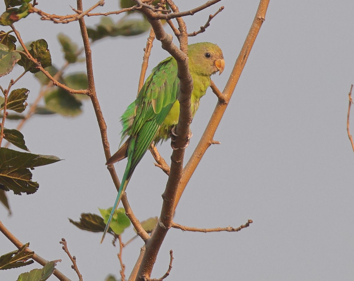 コセイインコ - ML644133412