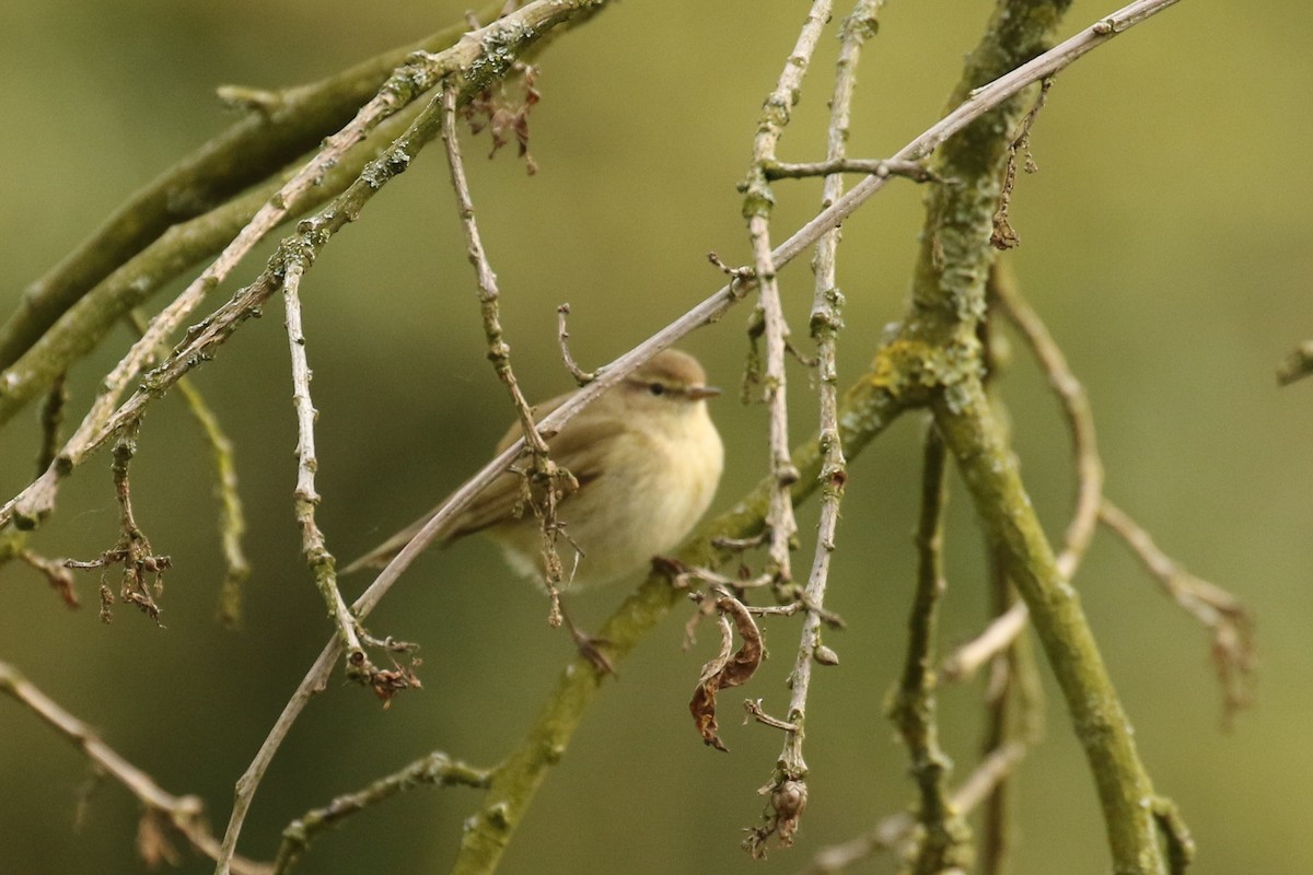 Willow Warbler - ML644133416