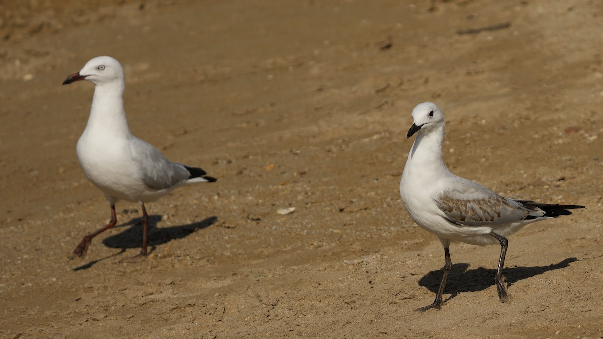 Silver Gull - ML644133428