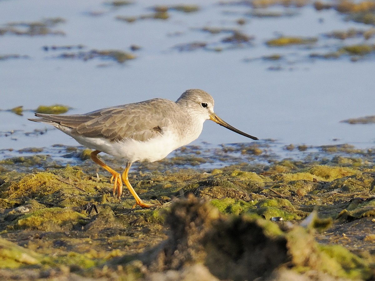 Terek Sandpiper - ML644133436