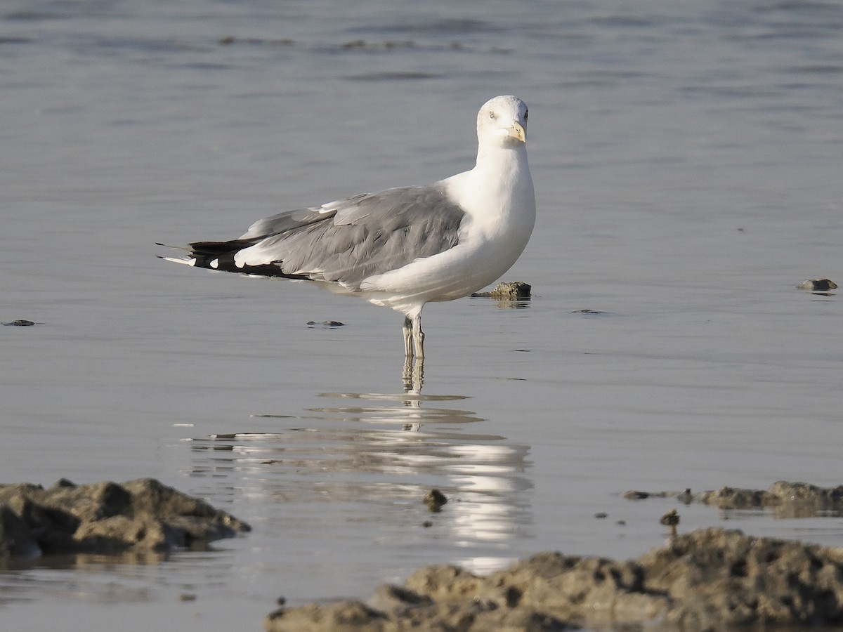 Goéland brun (heuglini) - ML644133447