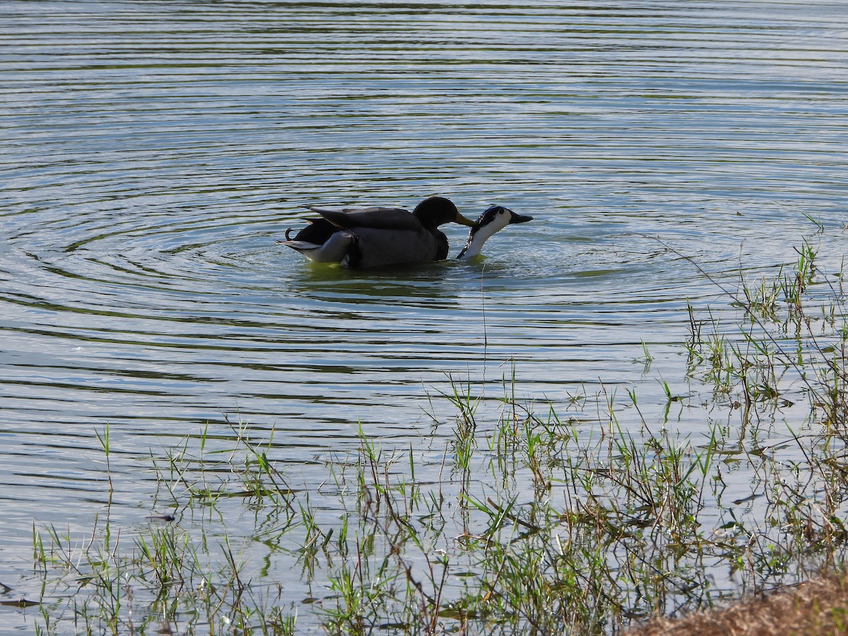 duck sp. - ML644133474