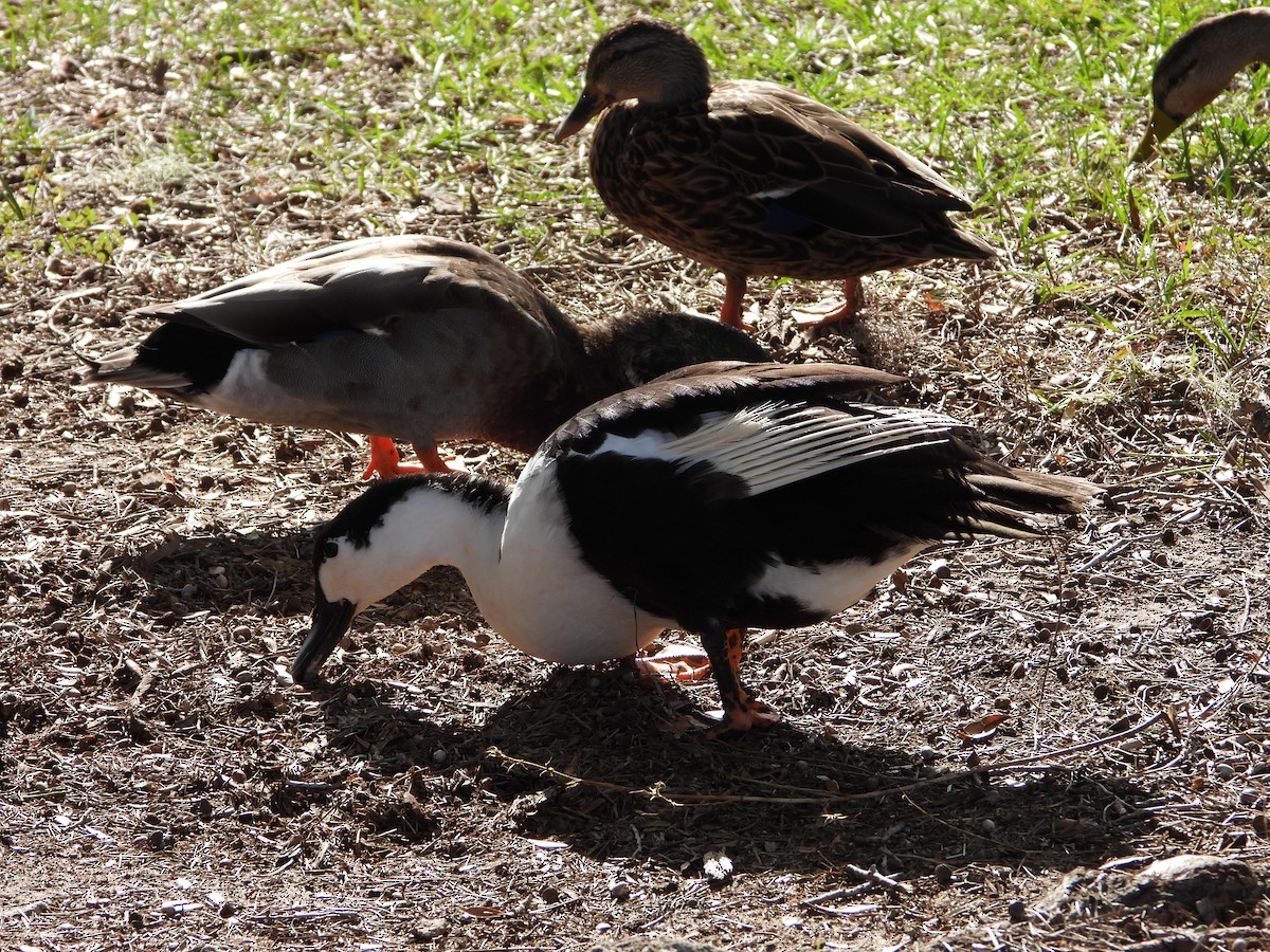 duck sp. - ML644133475