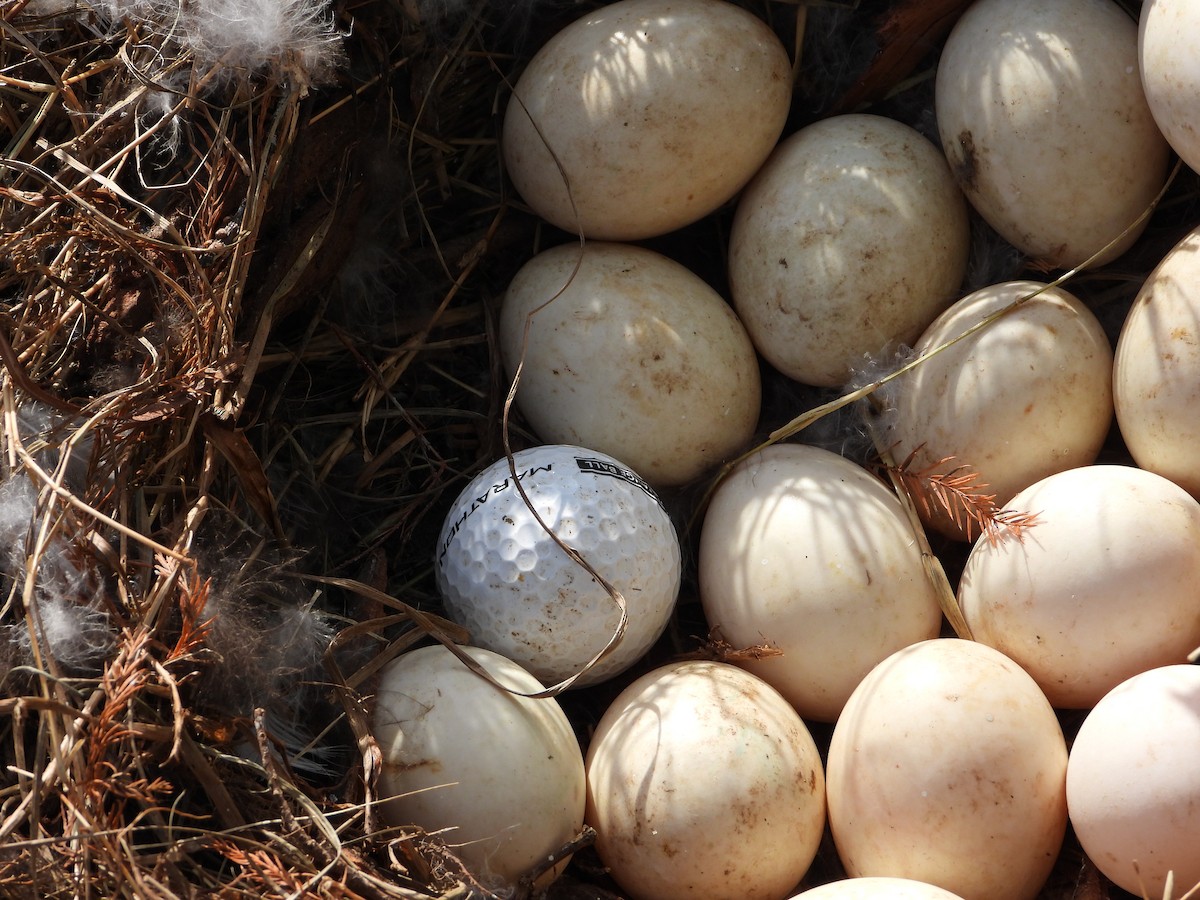 duck sp. - ML644133476