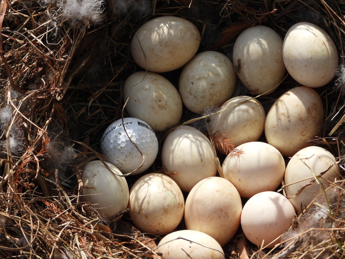 duck sp. - ML644133477