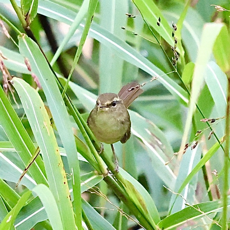 ウグイス - ML644133478