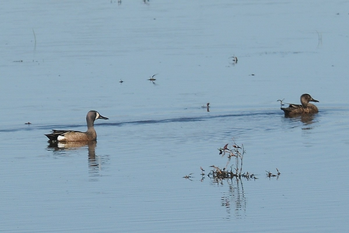 Blue-winged Teal - ML64413351