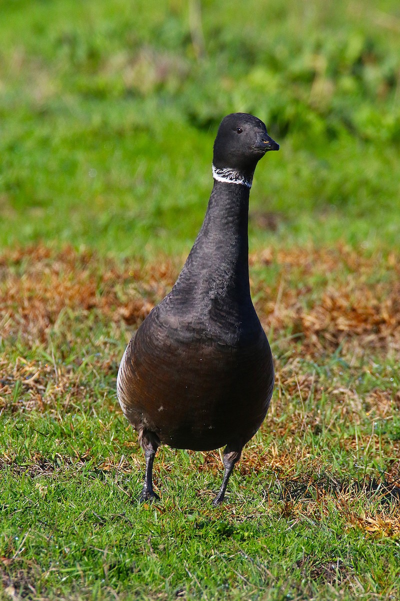 berneška tmavá - ML644133521