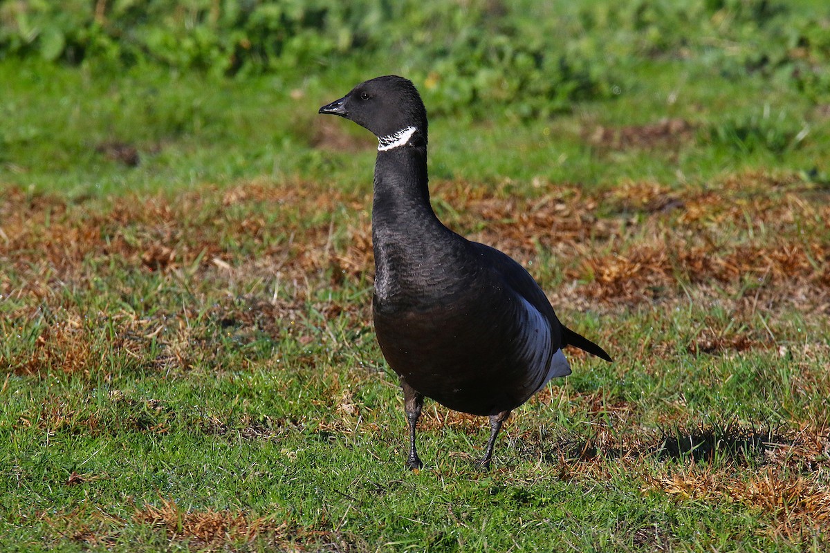 berneška tmavá - ML644133522