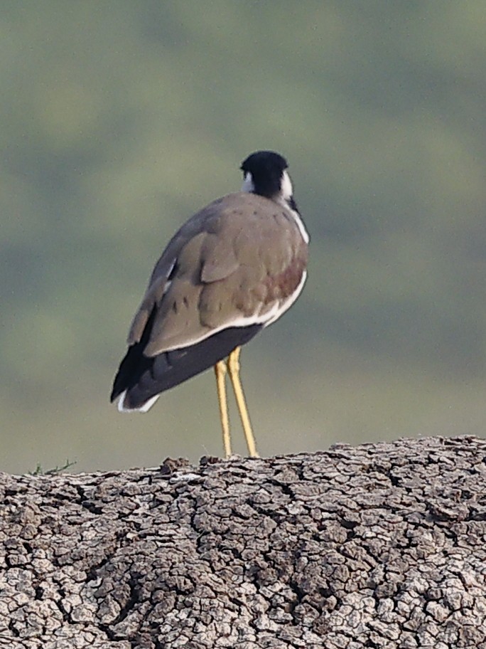 čejka černoprsá - ML644133524