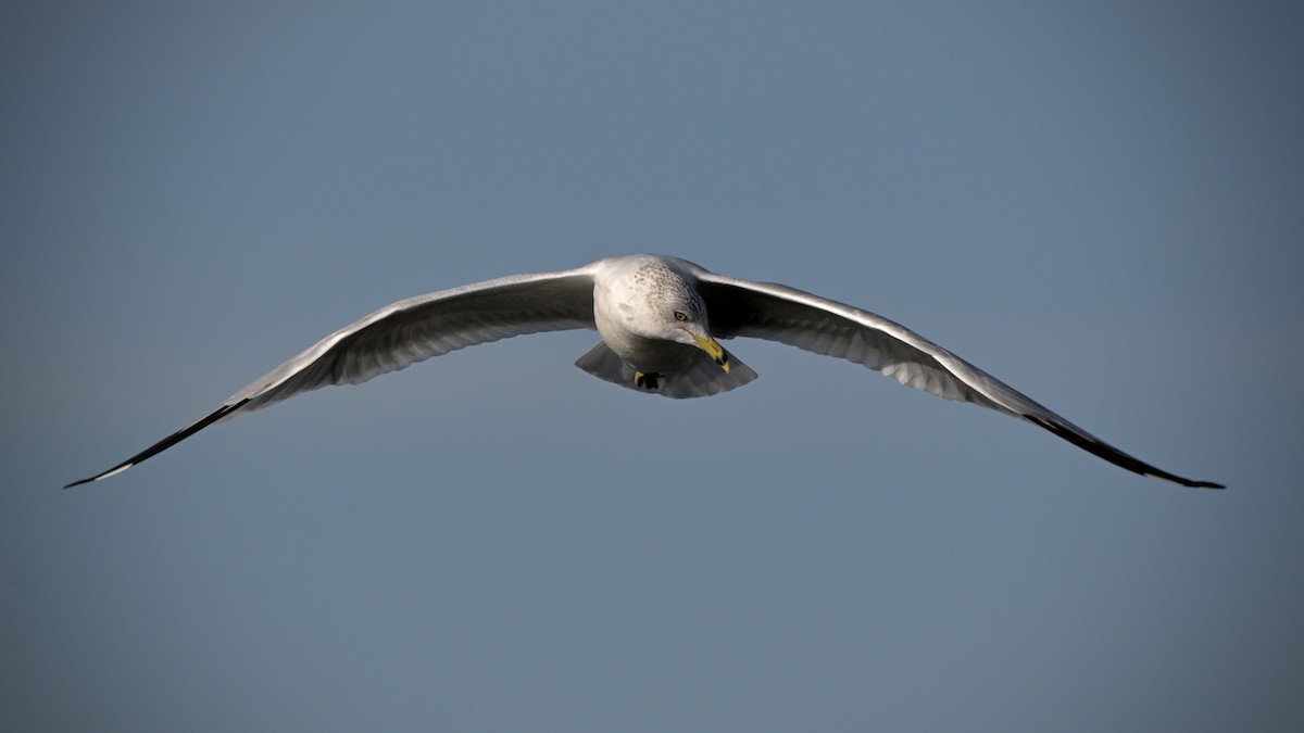 Ring-billed Gull - ML644133527