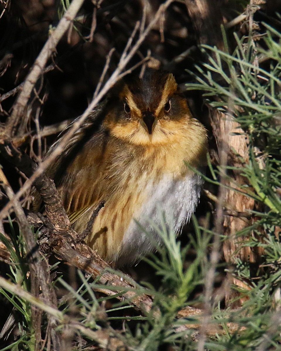 Nelson's Sparrow - ML644133529