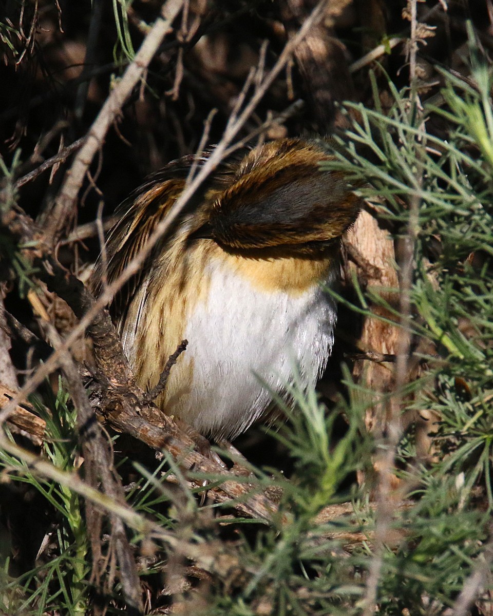 Nelson's Sparrow - ML644133531