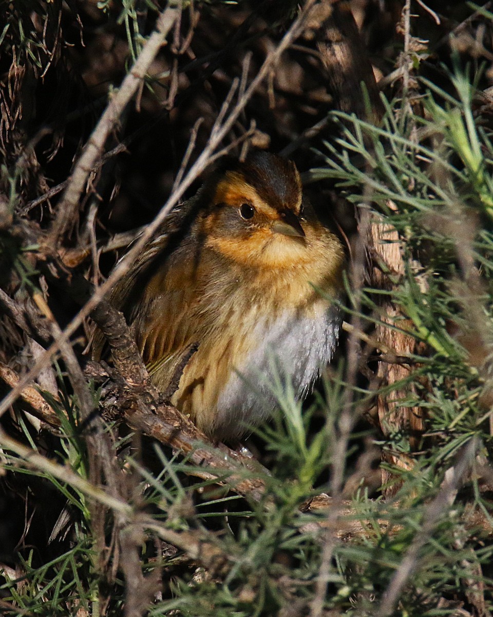 Nelson's Sparrow - ML644133532