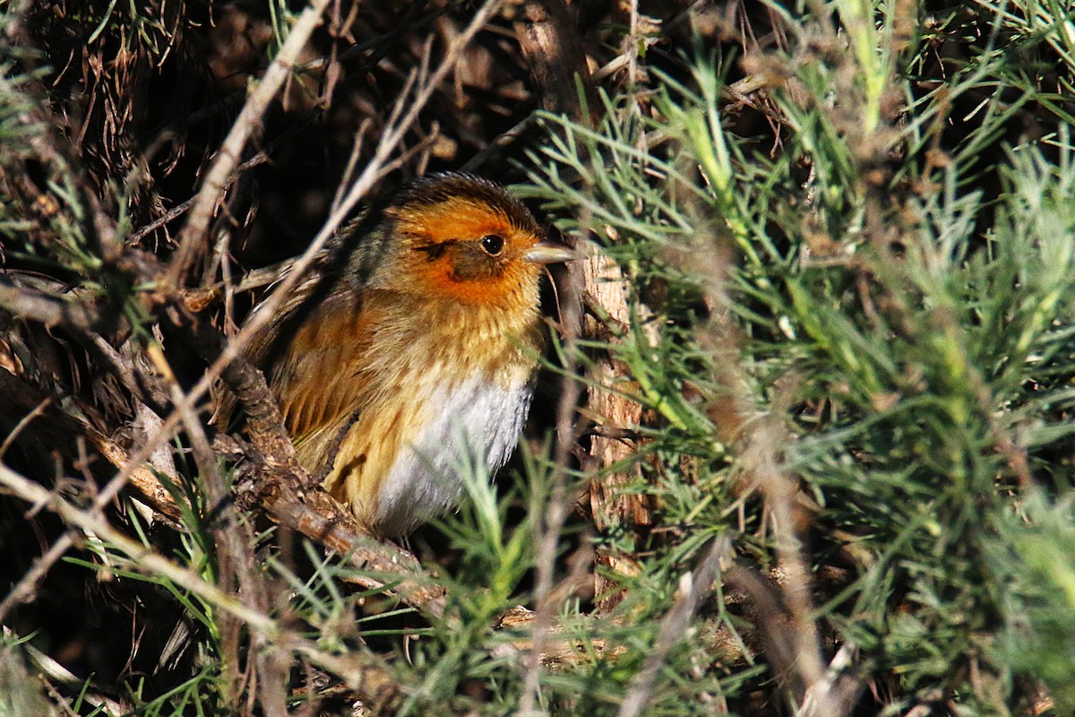 Nelson's Sparrow - ML644133534
