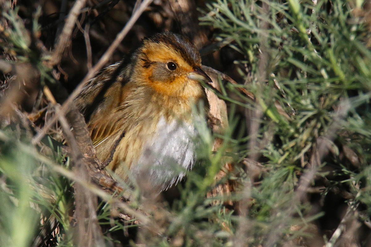 Nelson's Sparrow - ML644133536