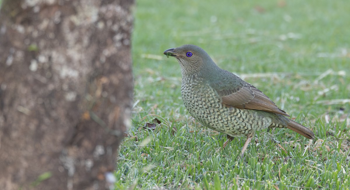 Satin Bowerbird - ML644133542