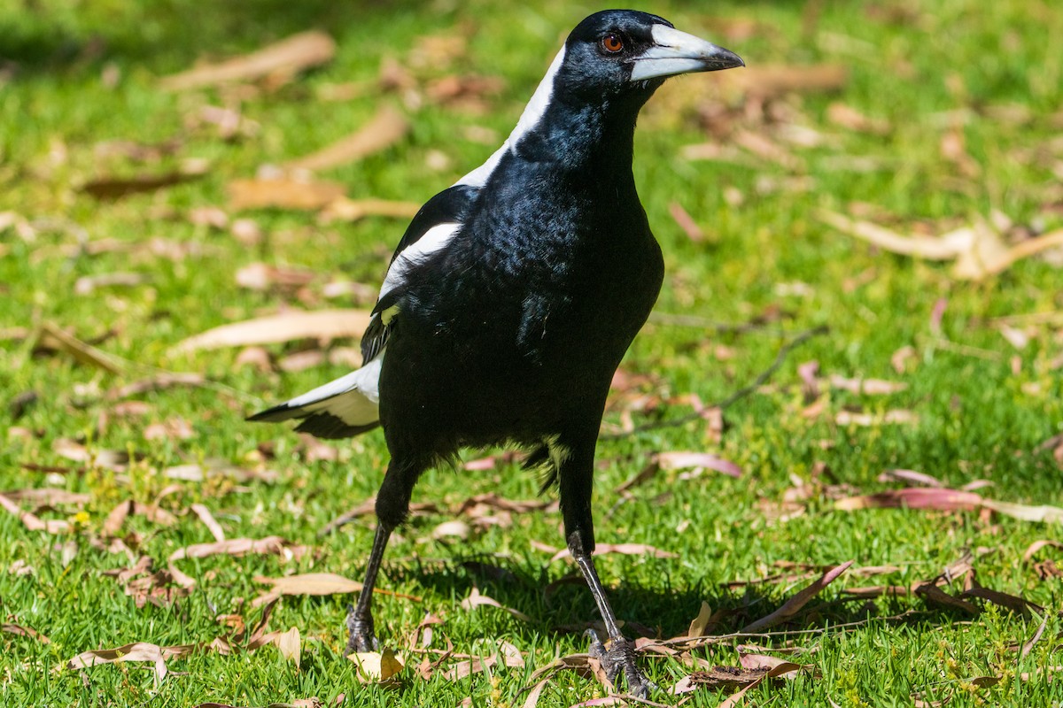 Australian Magpie - ML644133549