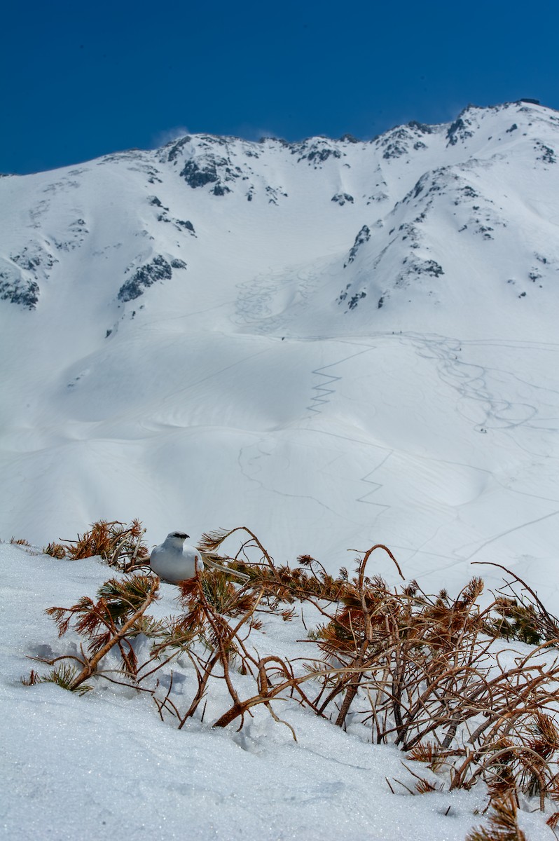 Rock Ptarmigan - ML644133554
