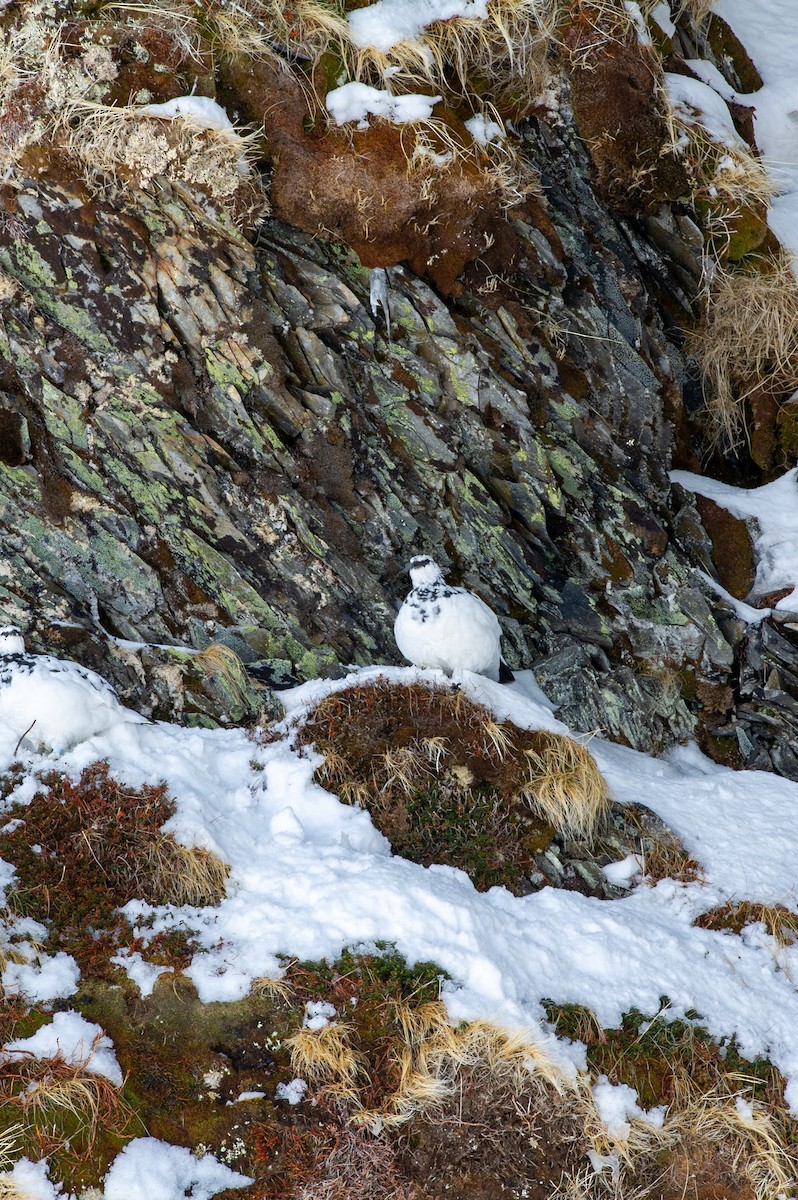 Rock Ptarmigan - ML644133555