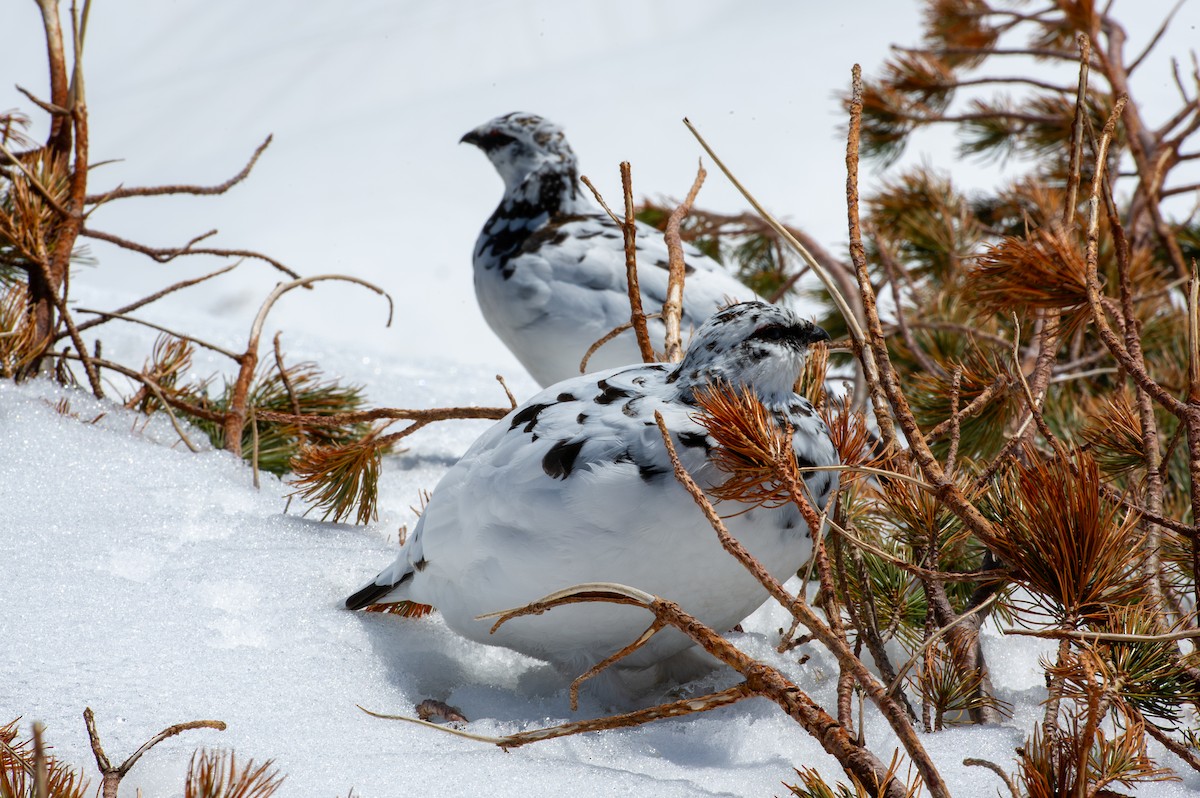 Rock Ptarmigan - ML644133556