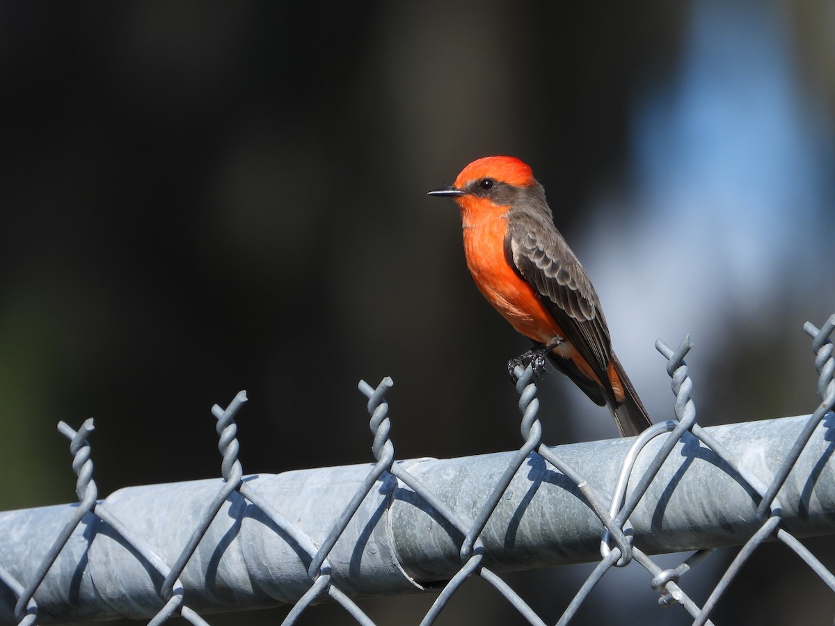 Vermilion Flycatcher - ML644133558