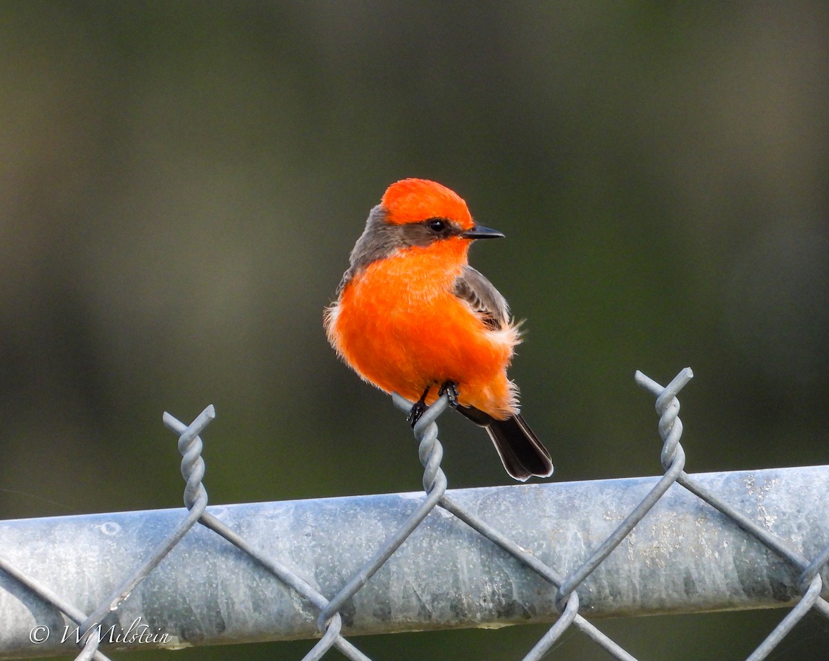 Vermilion Flycatcher - ML644133559