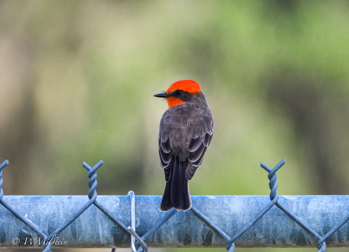 Vermilion Flycatcher - ML644133560
