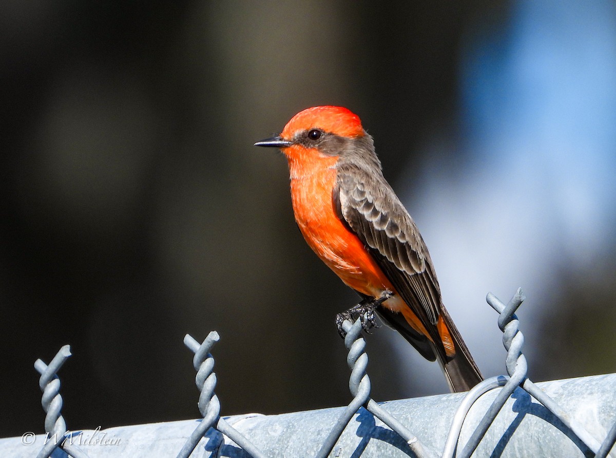 Vermilion Flycatcher - ML644133561