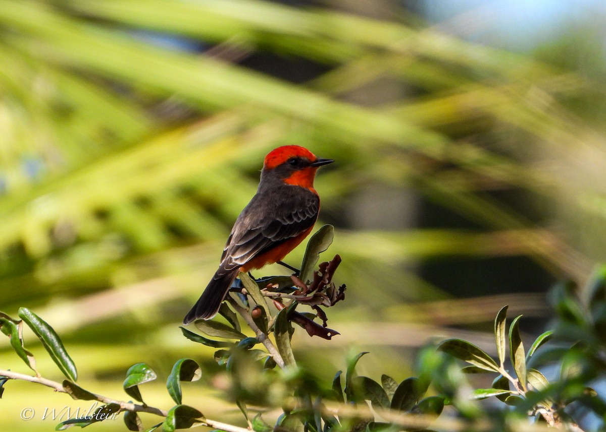 Vermilion Flycatcher - ML644133562