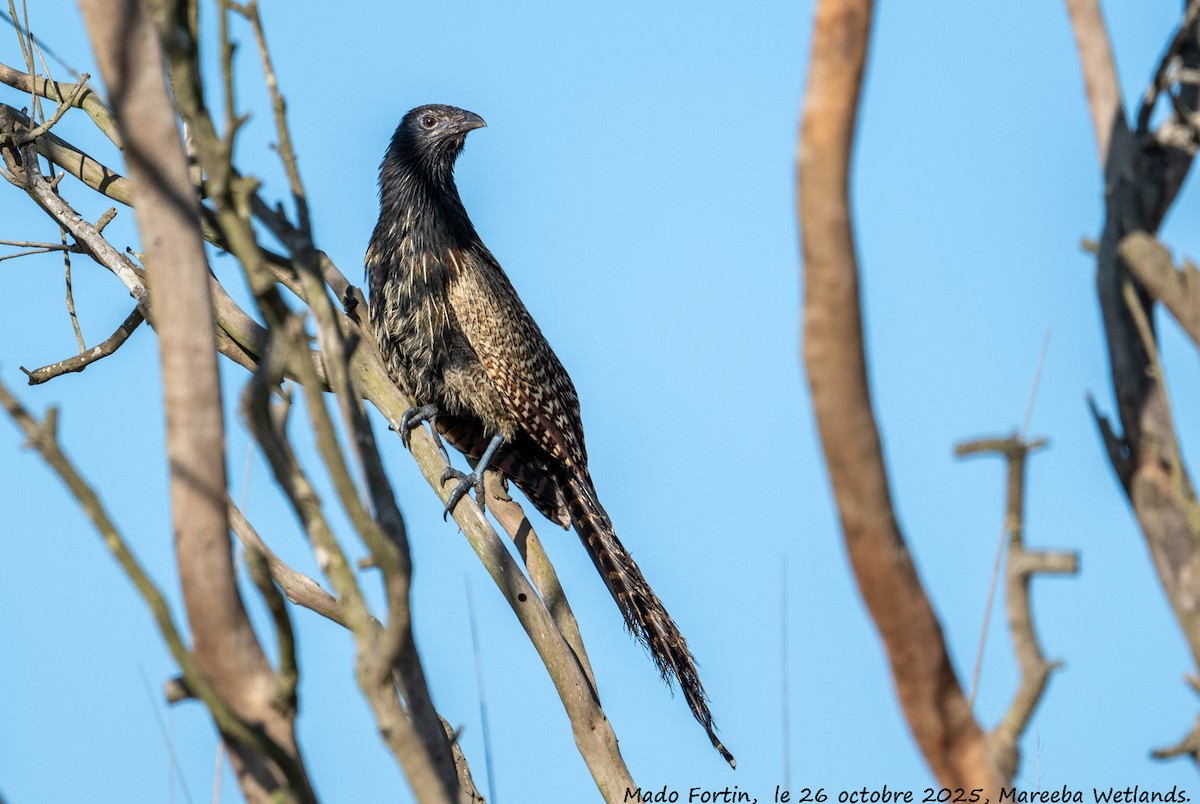 Pheasant Coucal - ML644133576