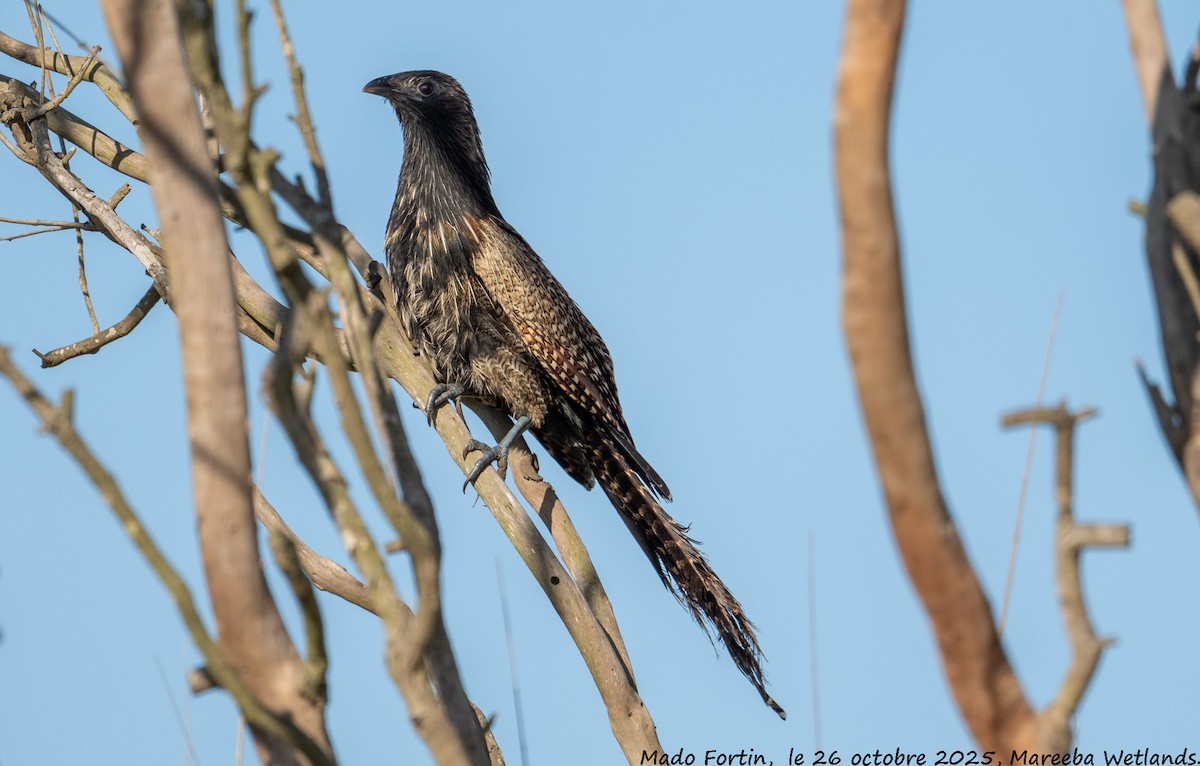 Pheasant Coucal - ML644133577