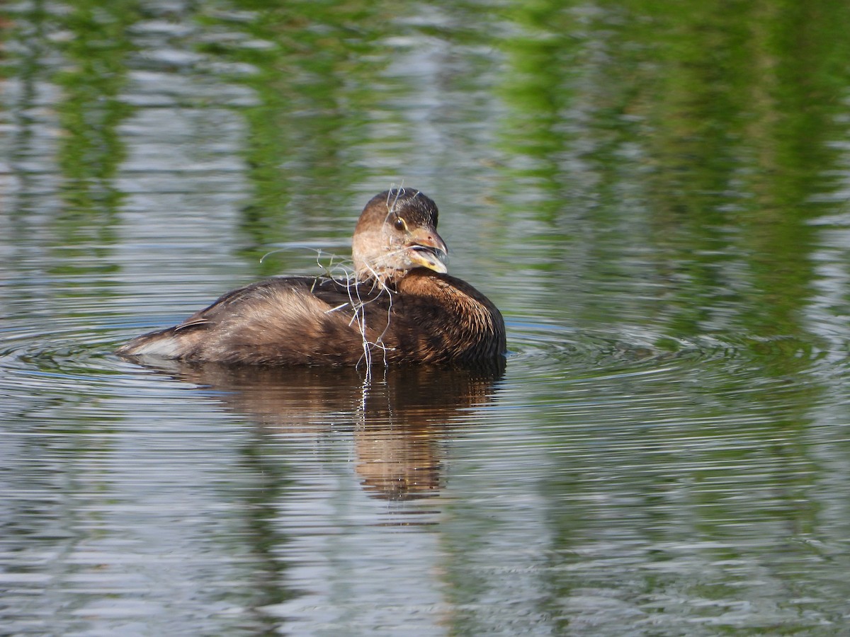 Pied-billed Grebe - ML644133578