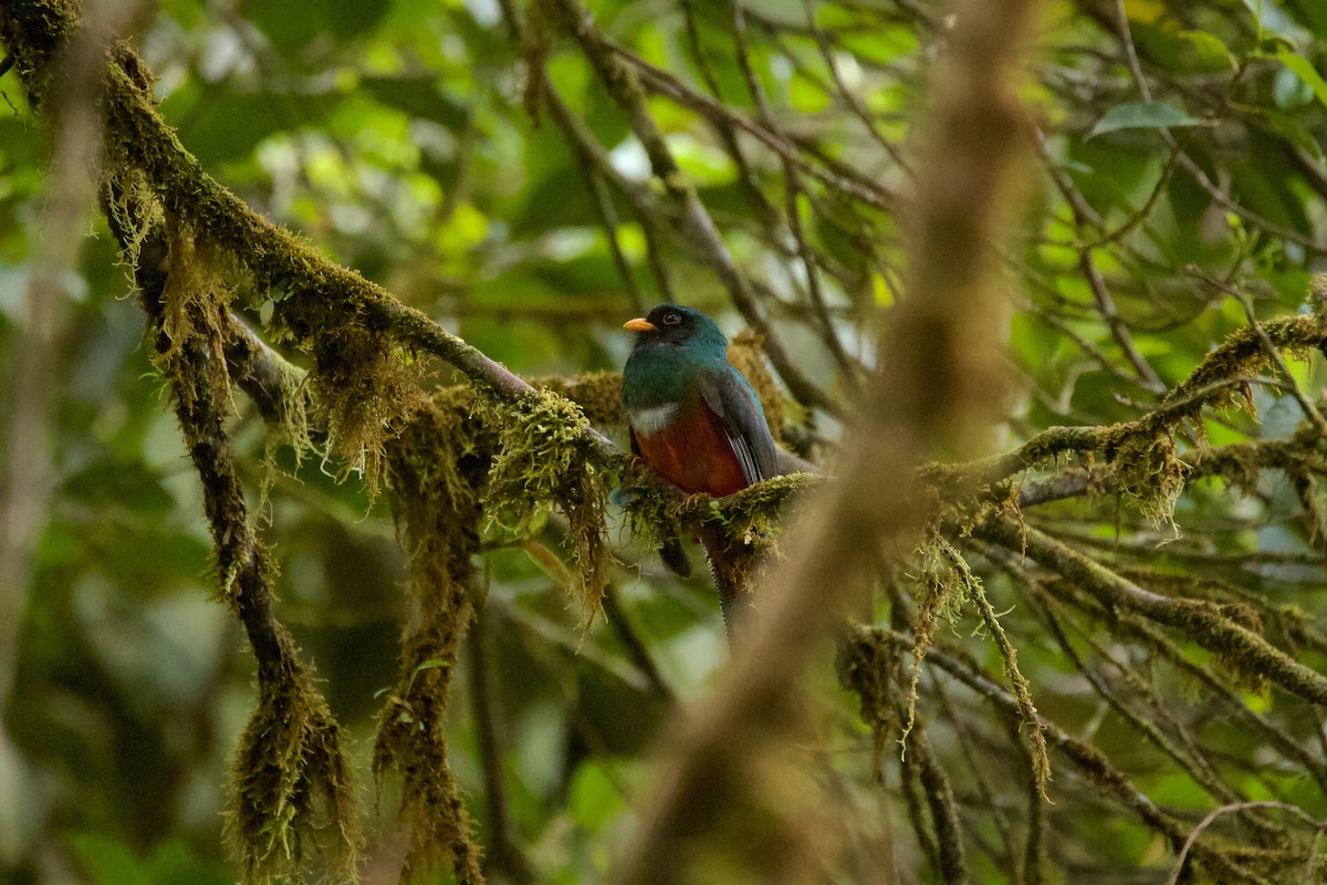 båndtrogon - ML644133590