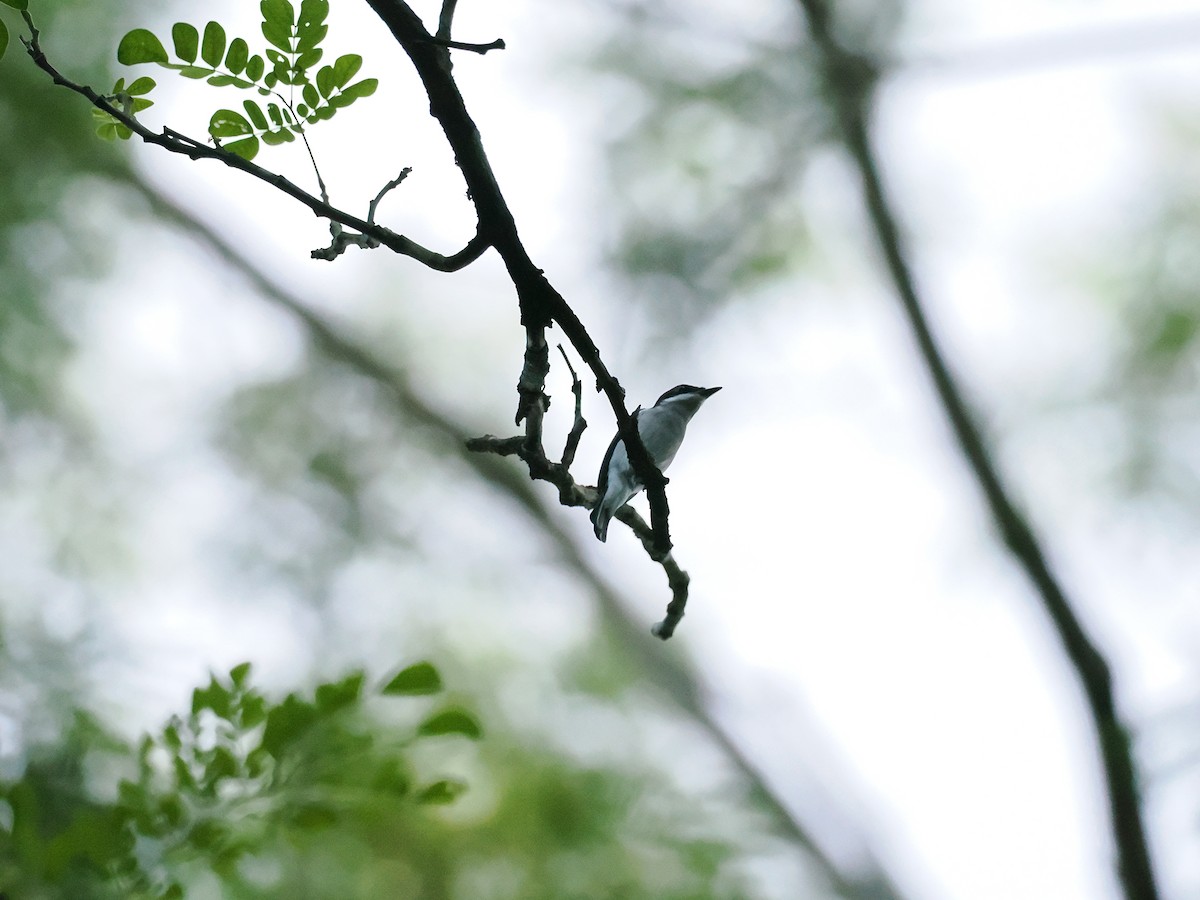 Black-winged Flycatcher-shrike - ML644133594